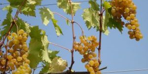 Grapes of Sorriso di Cielo Malvasia
